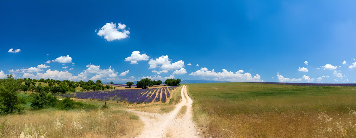A dirt track into the summer blue