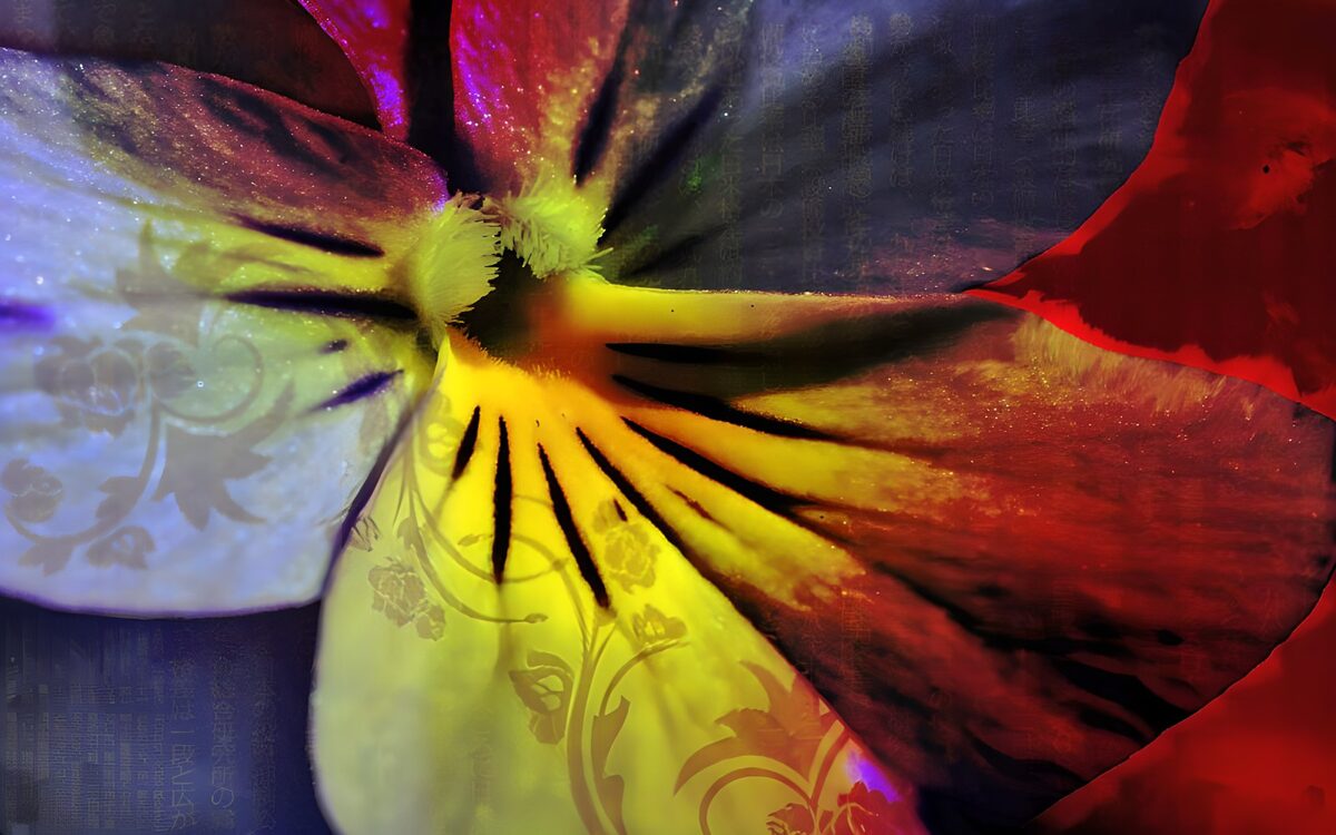 Multicoloured pansy in deep shadow