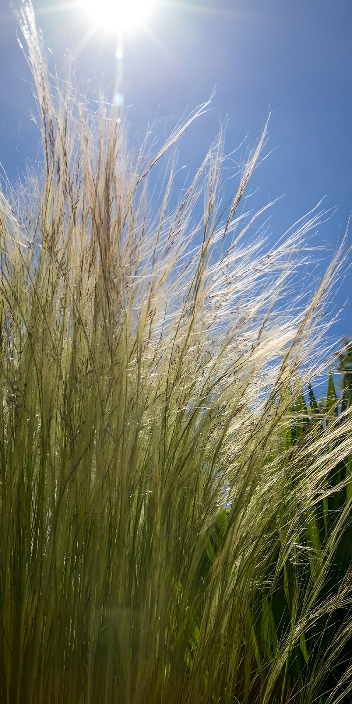 Sunlit grasses beneath a blue sky