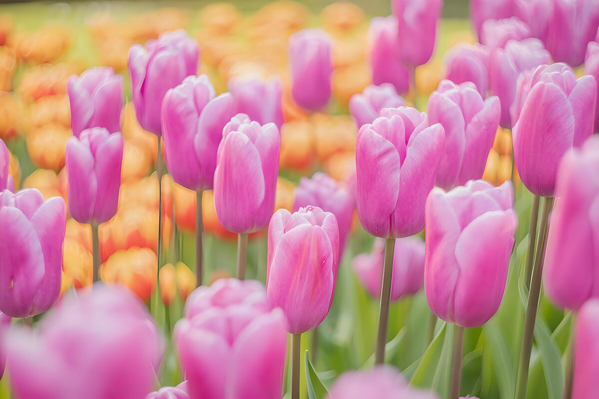 Pink tulips in soft spring light