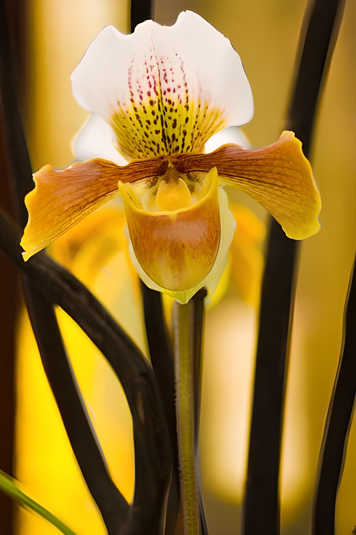Lady’s slipper orchid in warm gold