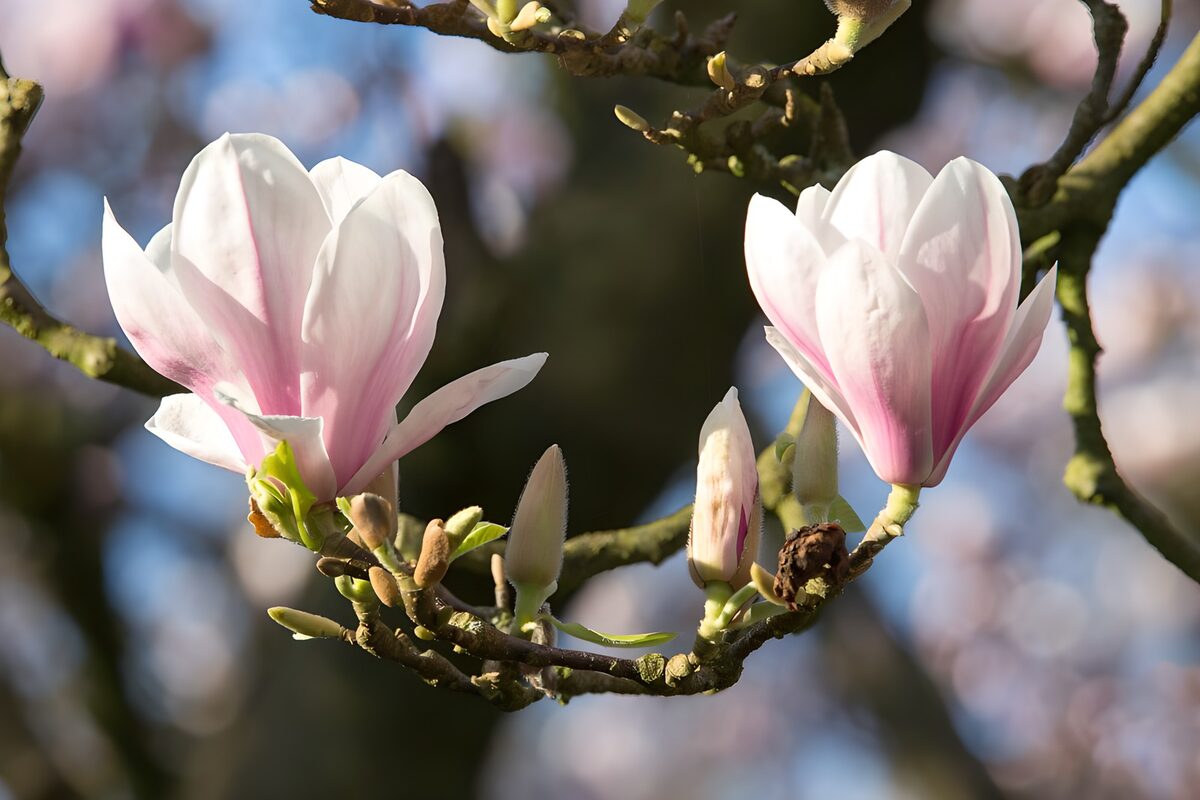 Two pink and white magnolias in sunlight