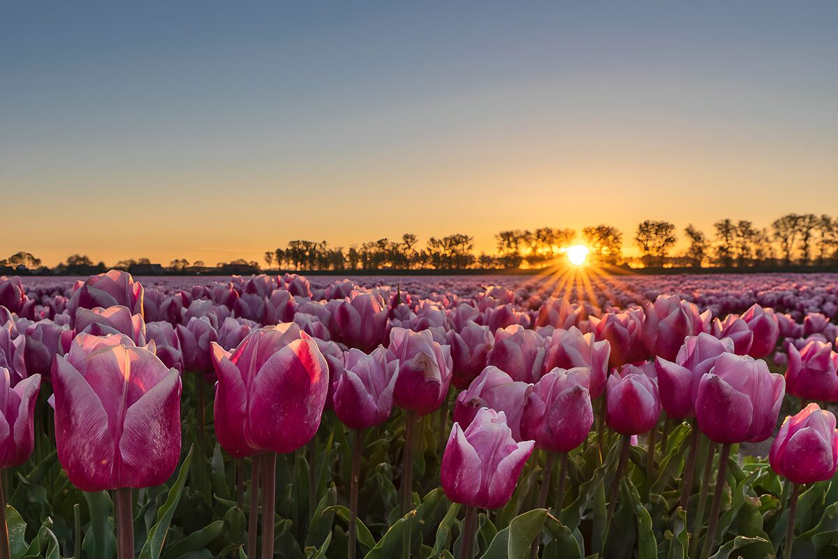 Pink and purple tulips in golden light