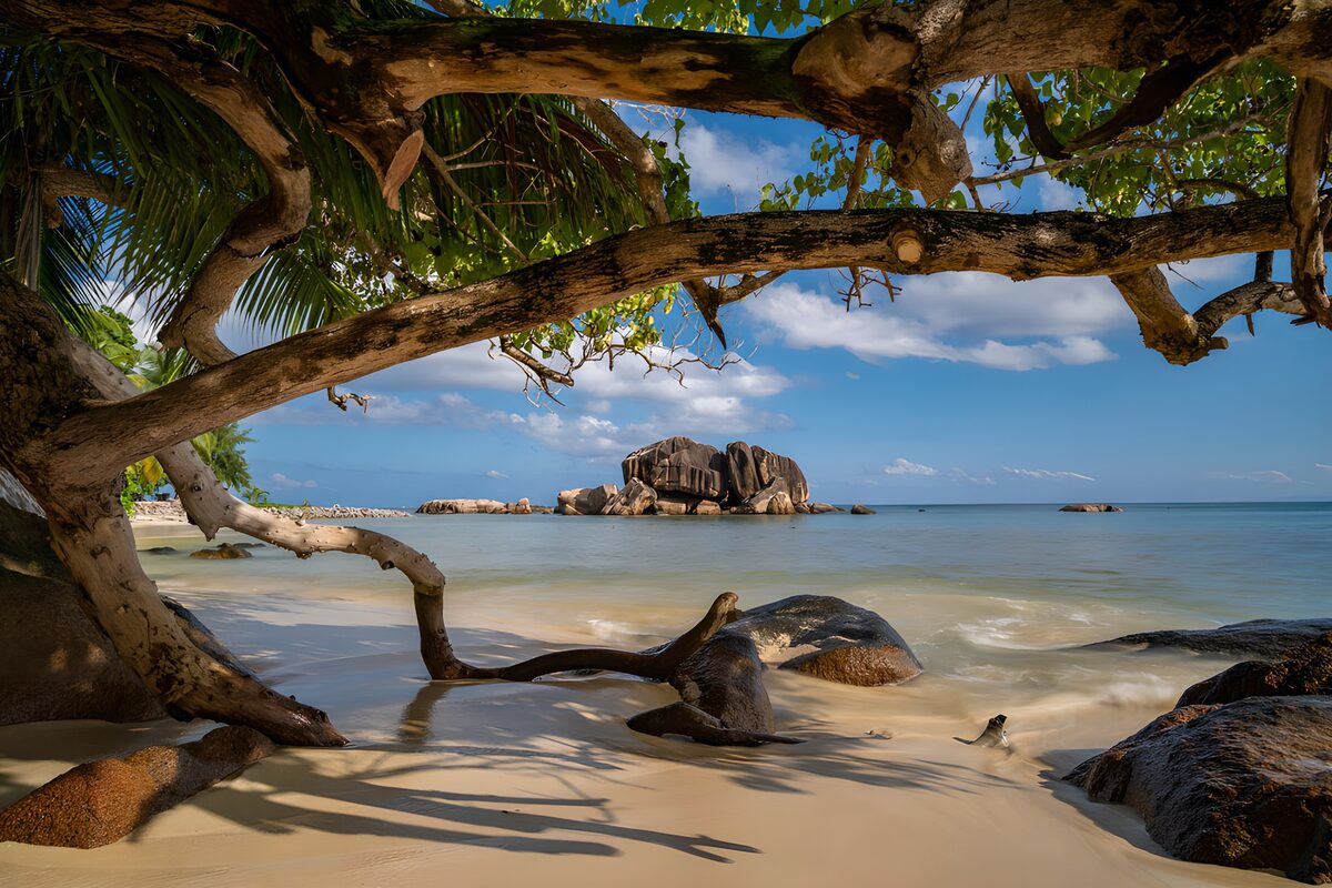 Tropical beach beneath twisting branches