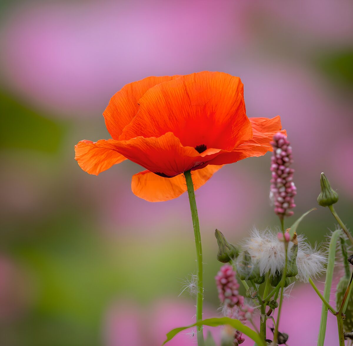 Orange-red poppy in soft daylight
