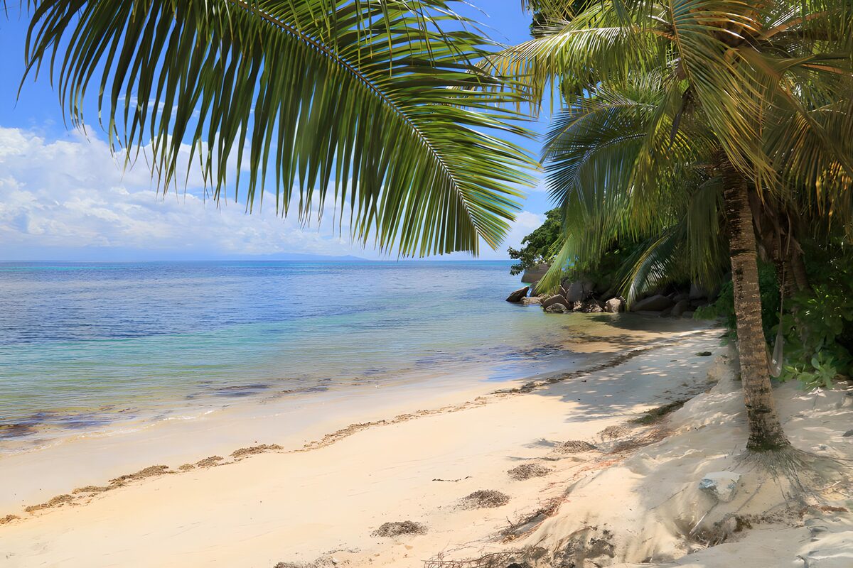 Palm-lined beach and calm turquoise sea