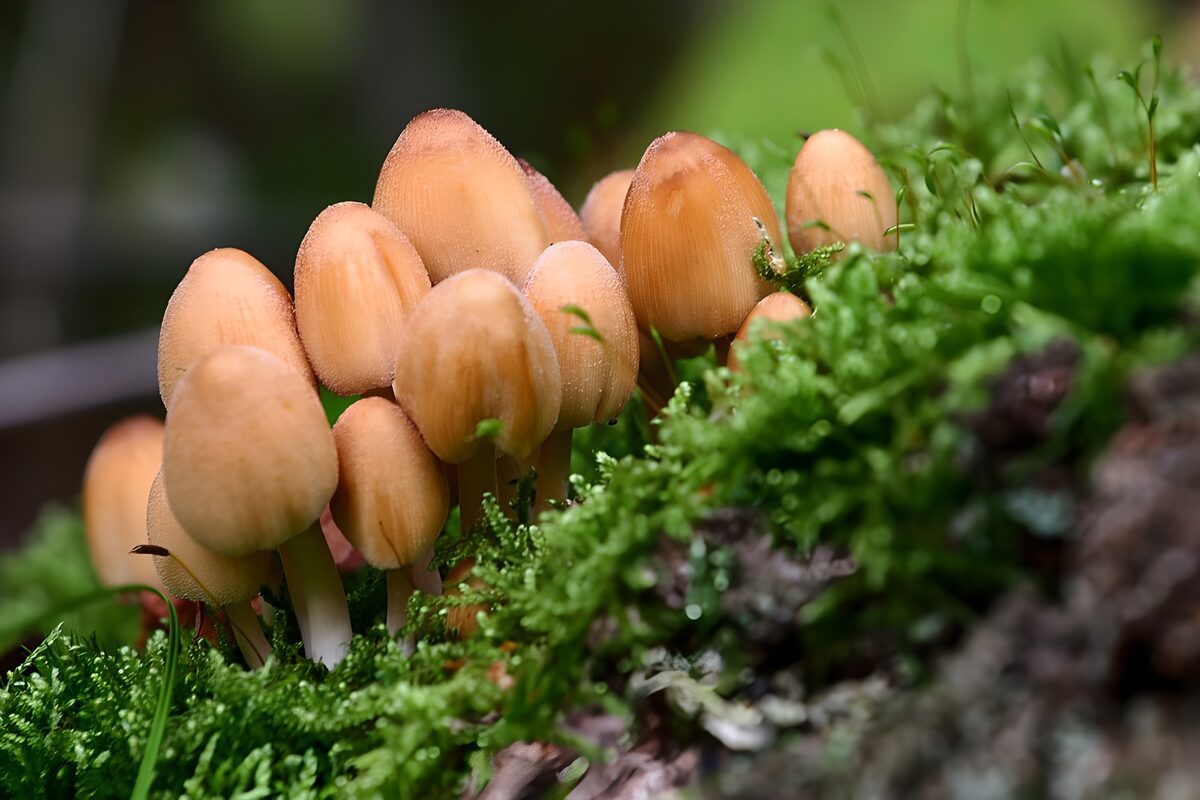 Peach mushrooms nestled in green moss