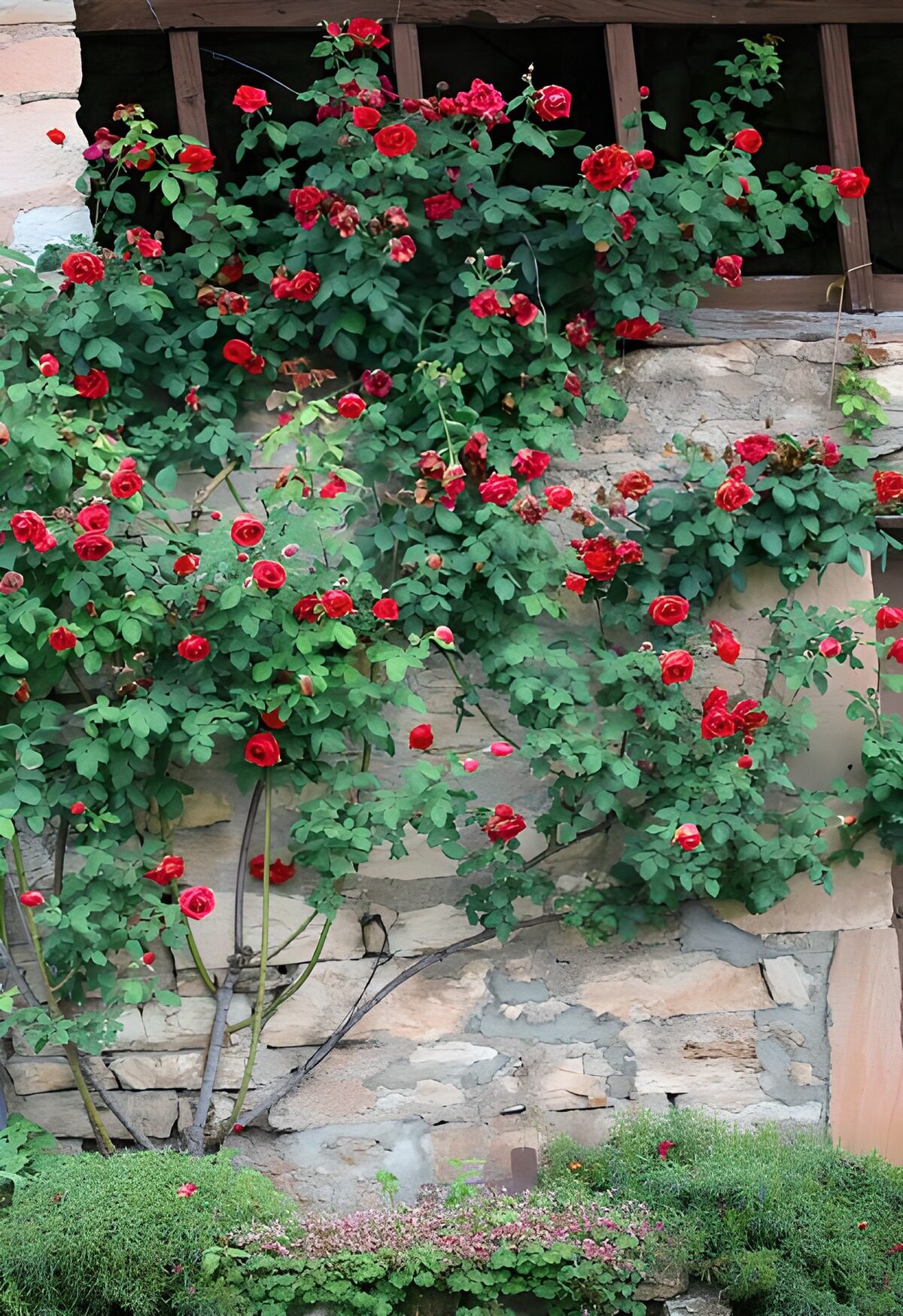 Red climbing roses on a rustic stone wall