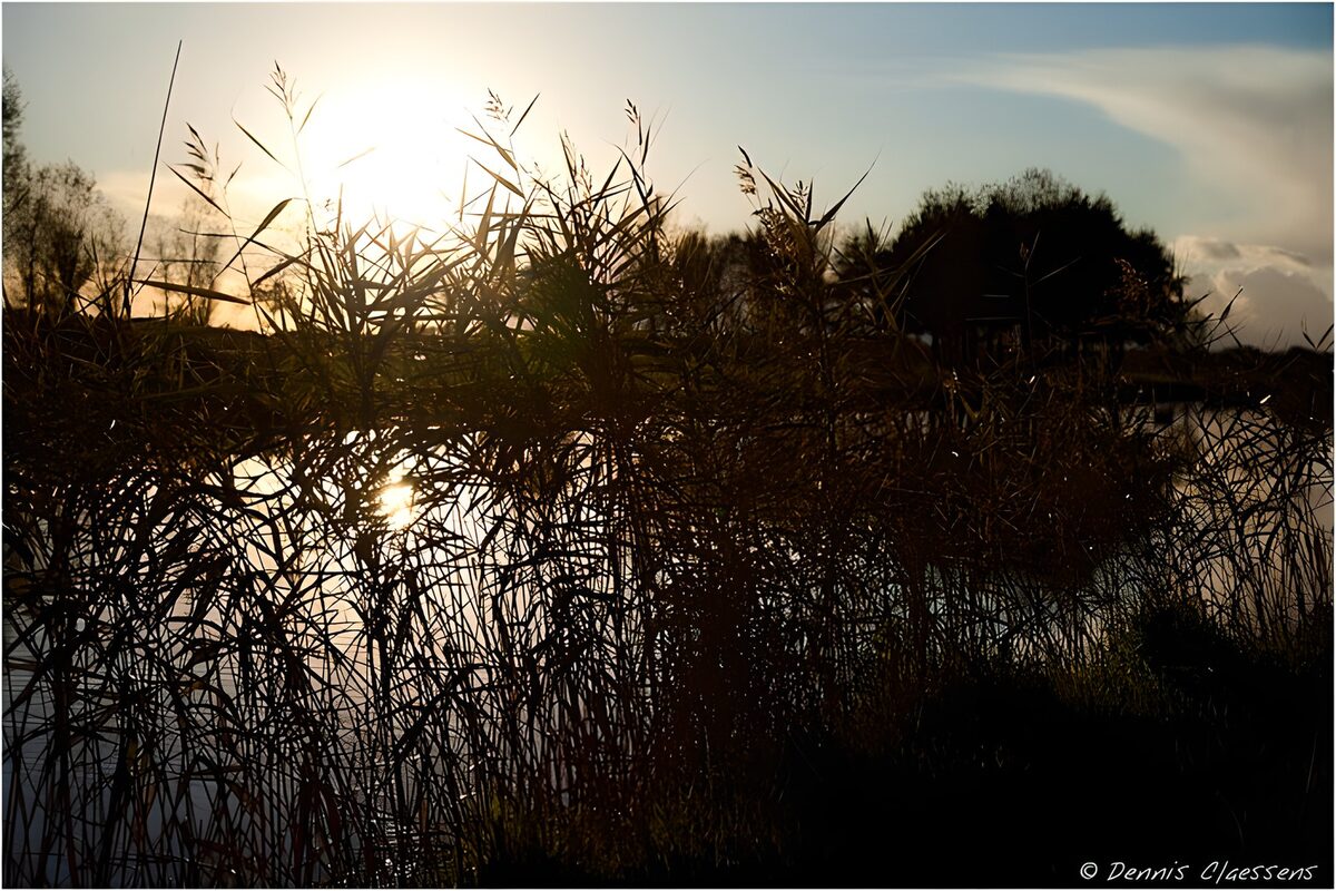 Reeds silhouetted against the evening sun