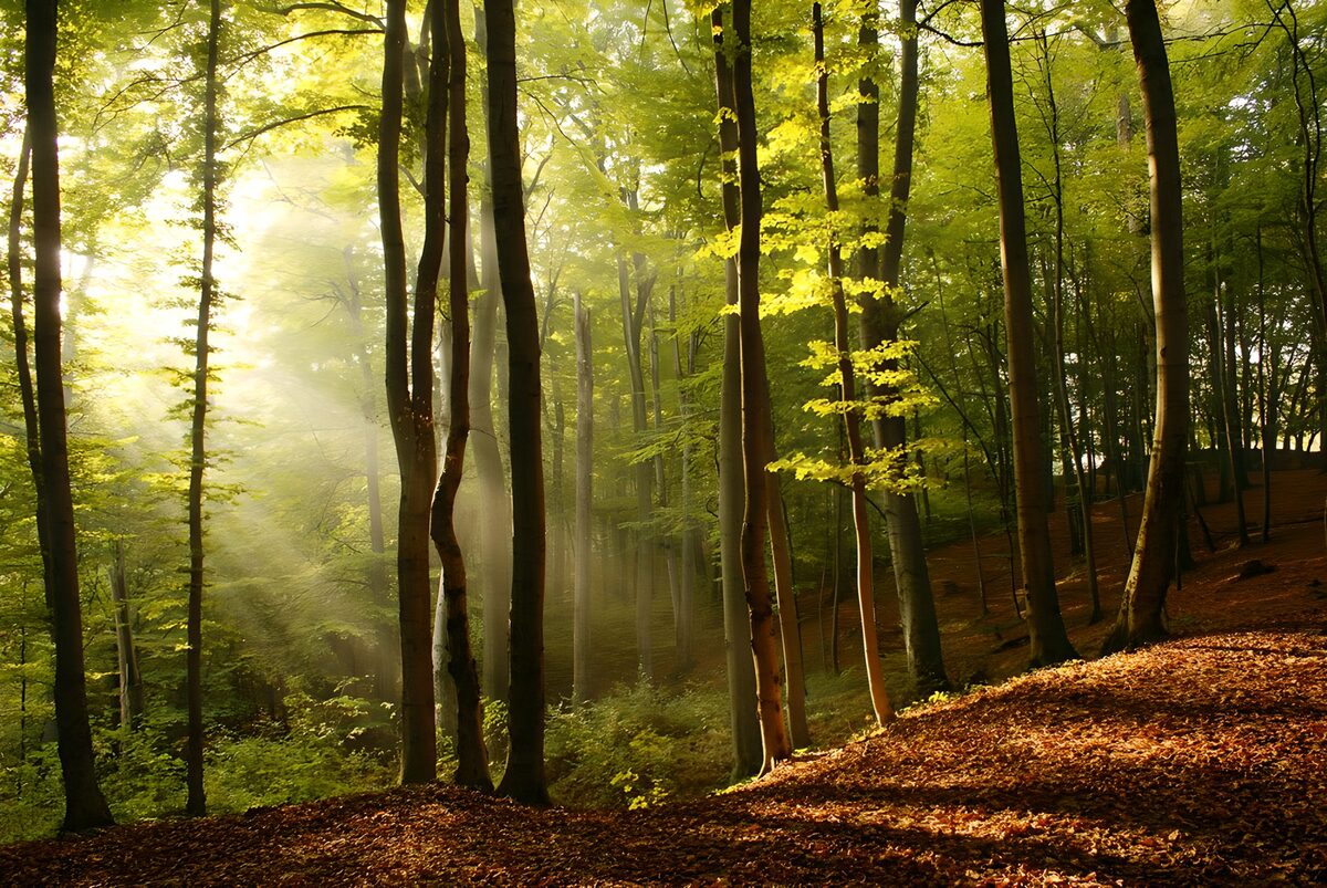 Sunbeams in an autumn woodland