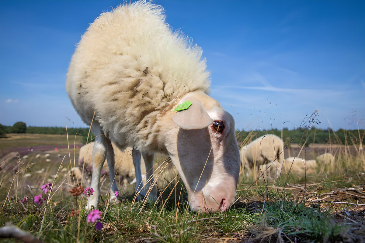 White wool beneath a wide blue sky