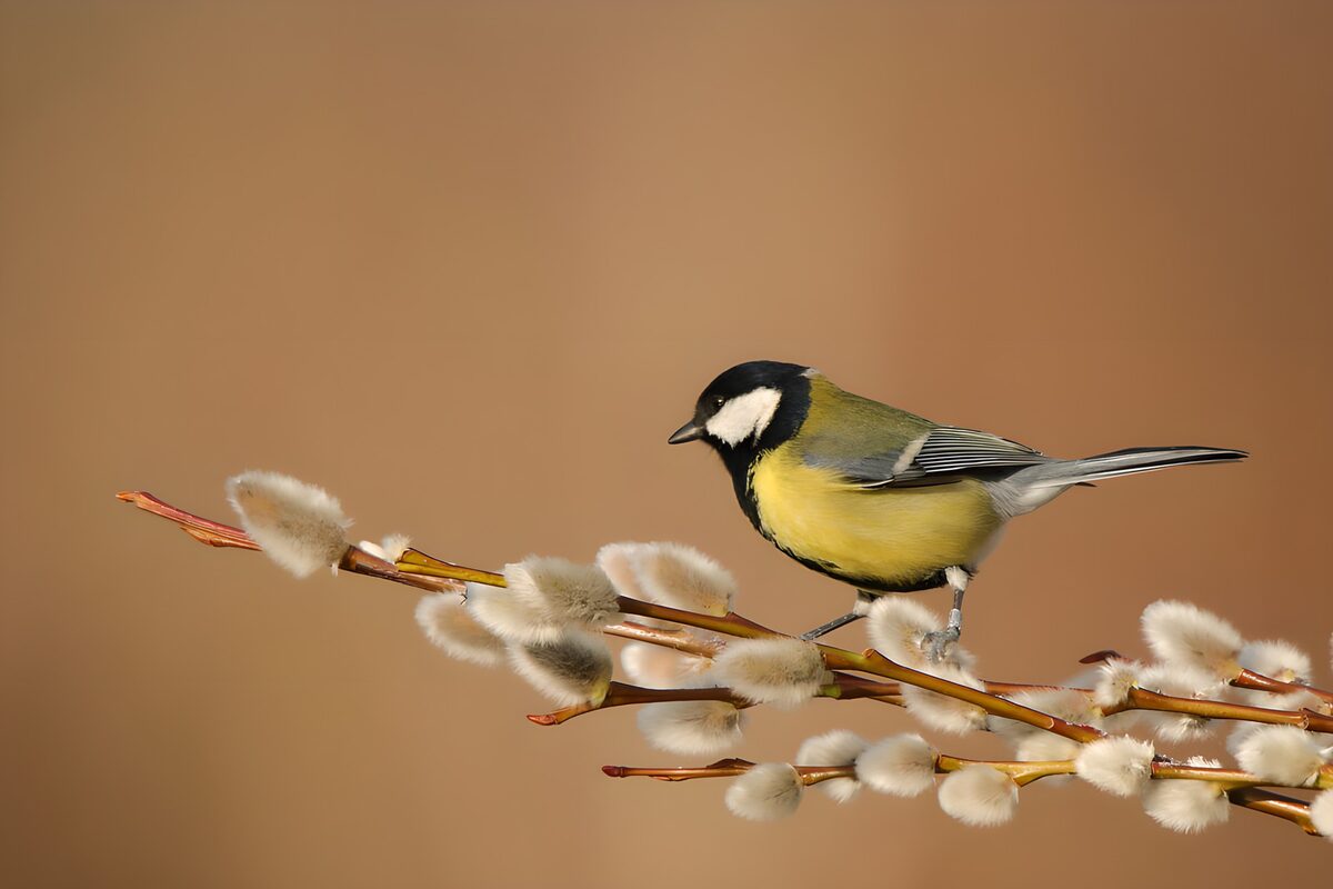 Great tit on soft willow catkins