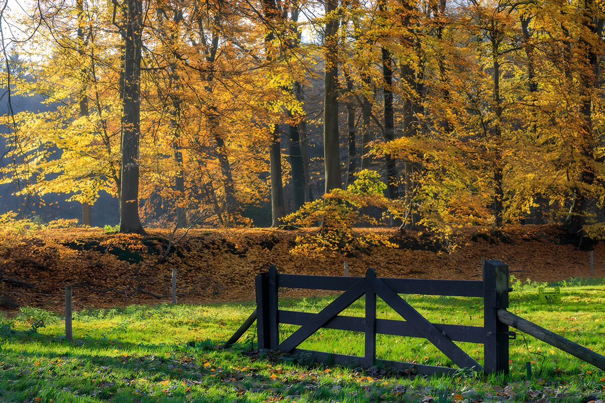 Wooden gate in autumn sunshine