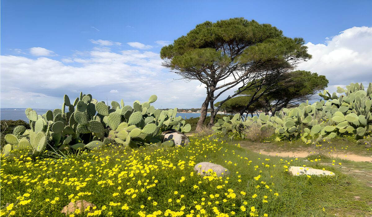 Sunlit coastal pines and prickly pears