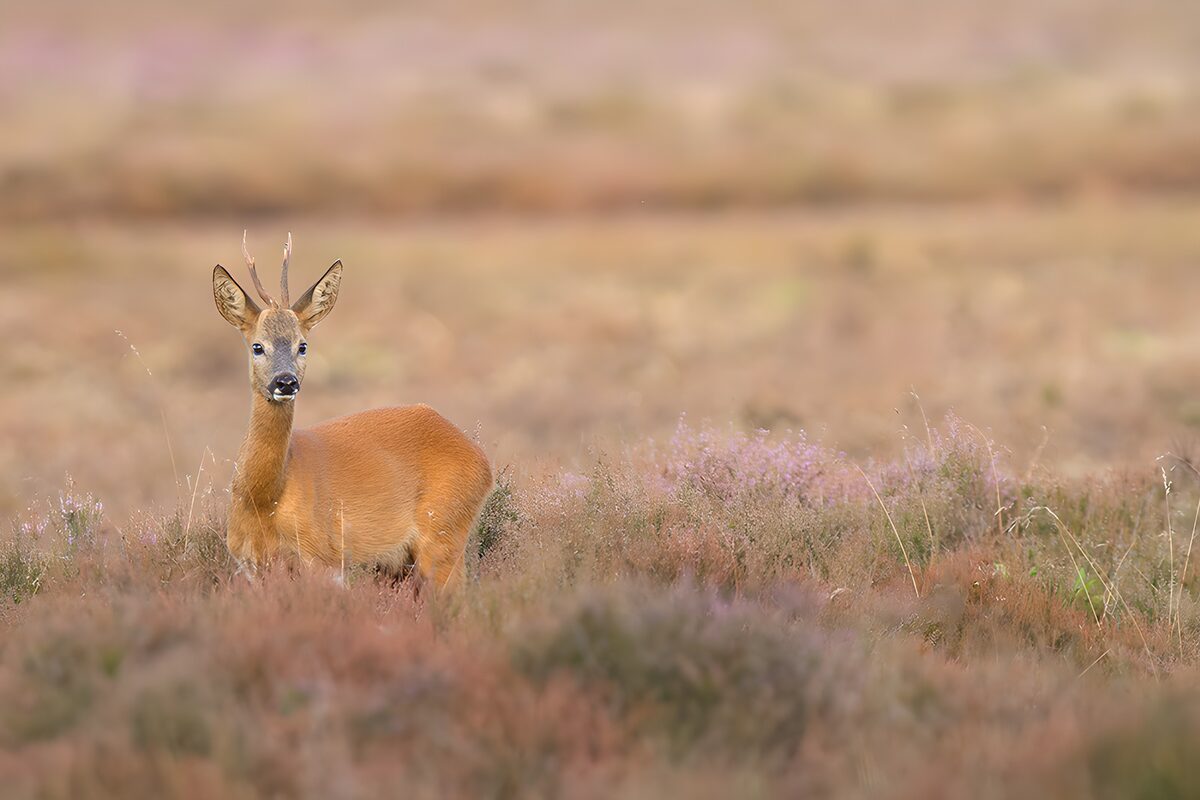 Roe buck alert among flowering heather
