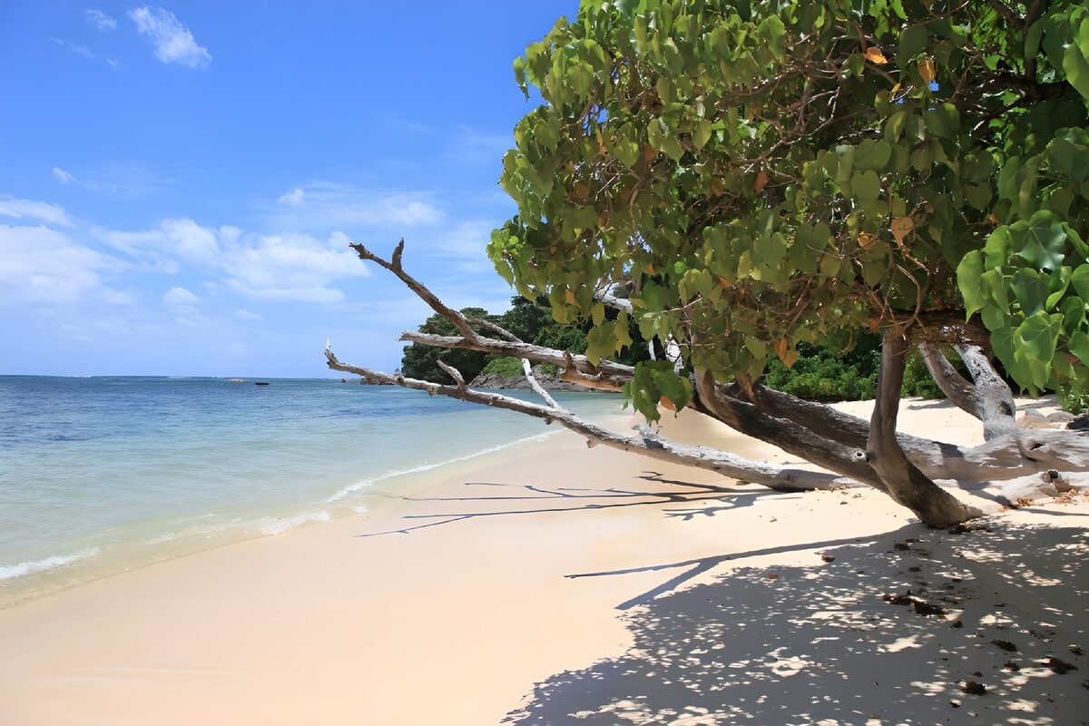 Quiet beach beneath a spreading tree