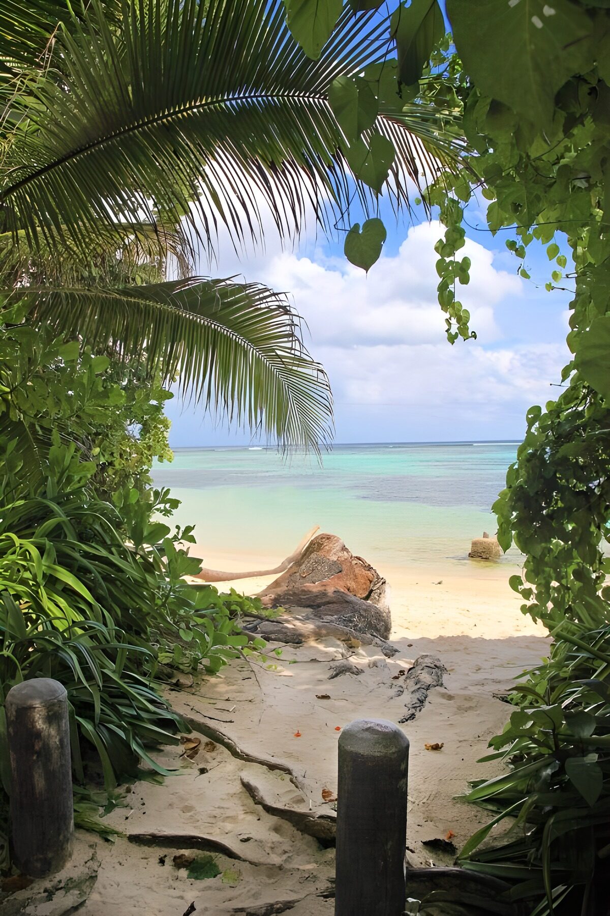 Shaded path to a palm-fringed beach
