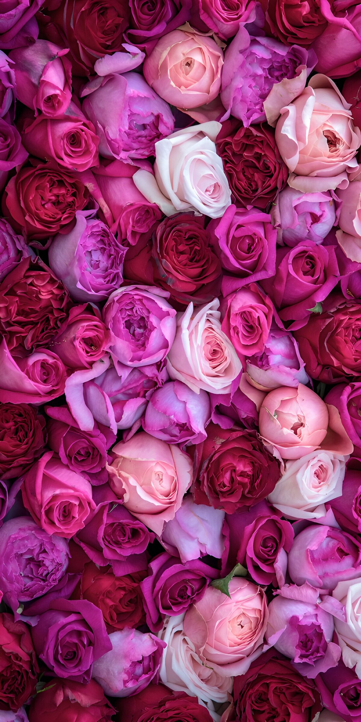 Pink and cream roses, closely gathered