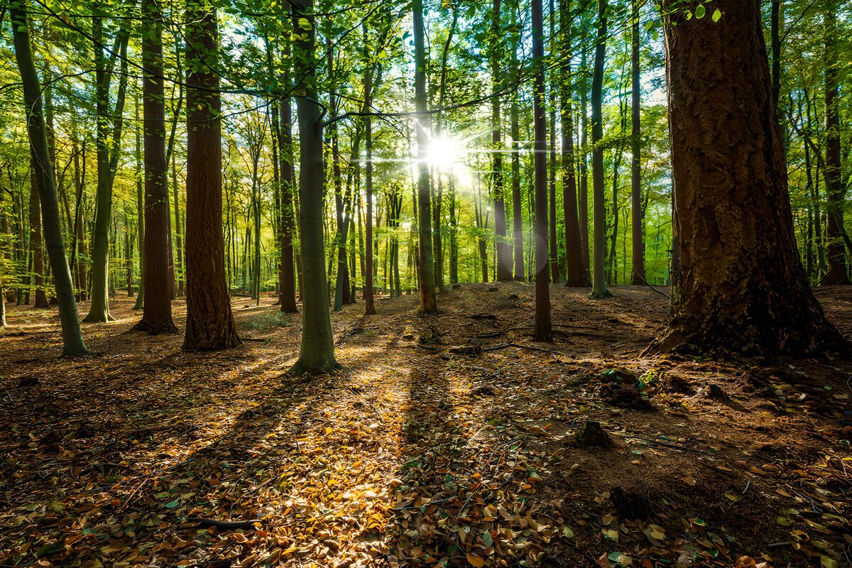 Sunlight threads the leafy canopy