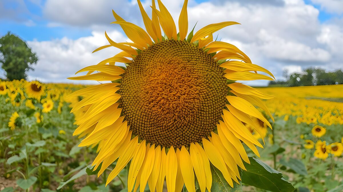 Sunflower close-up in summer light