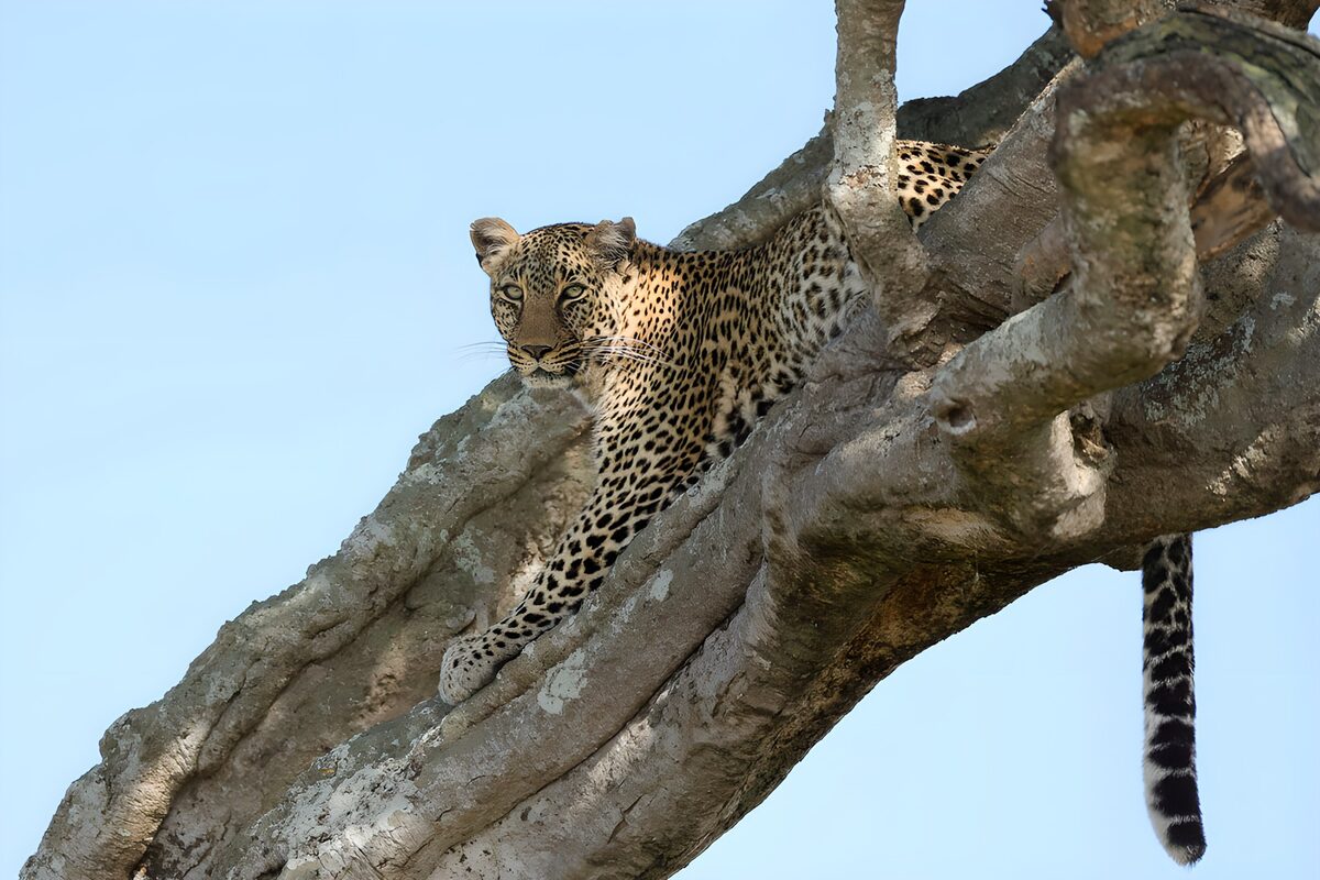 Leopard resting in a tree fork