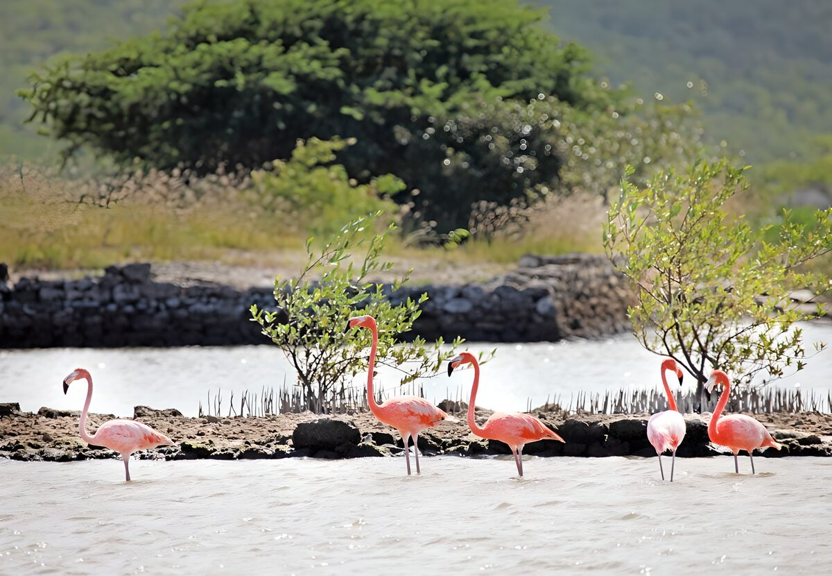 Five pink flamingos in quiet shallows
