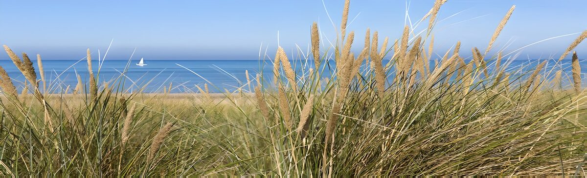 Dune grass beside a quiet blue sea