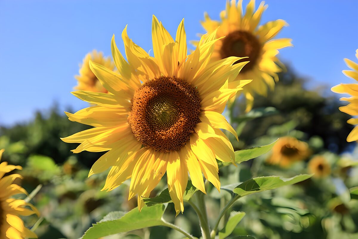 Sunflower in bright summer sunlight