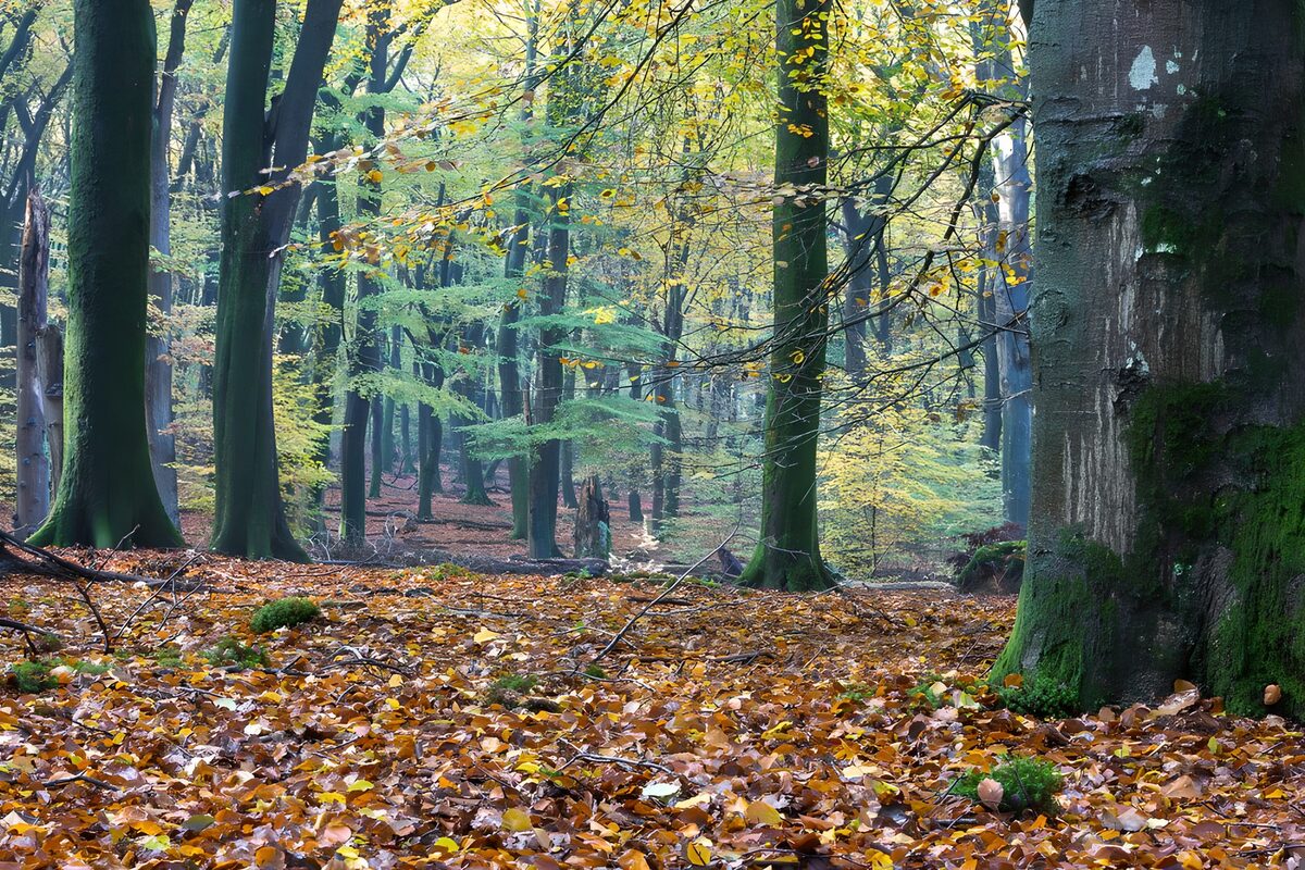 Autumn woodland in dappled light