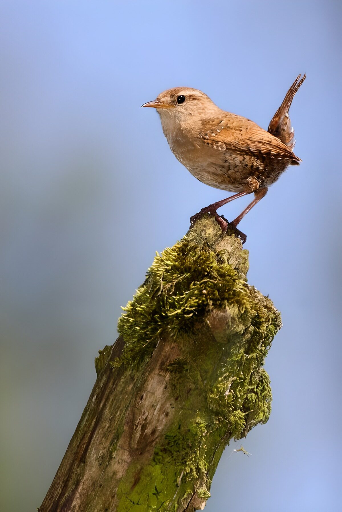 Wren on a sunlit mossy stump