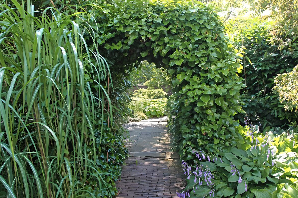 Garden path beneath a shady green arch