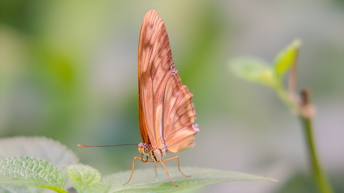 Orange butterfly resting on a pale leaf