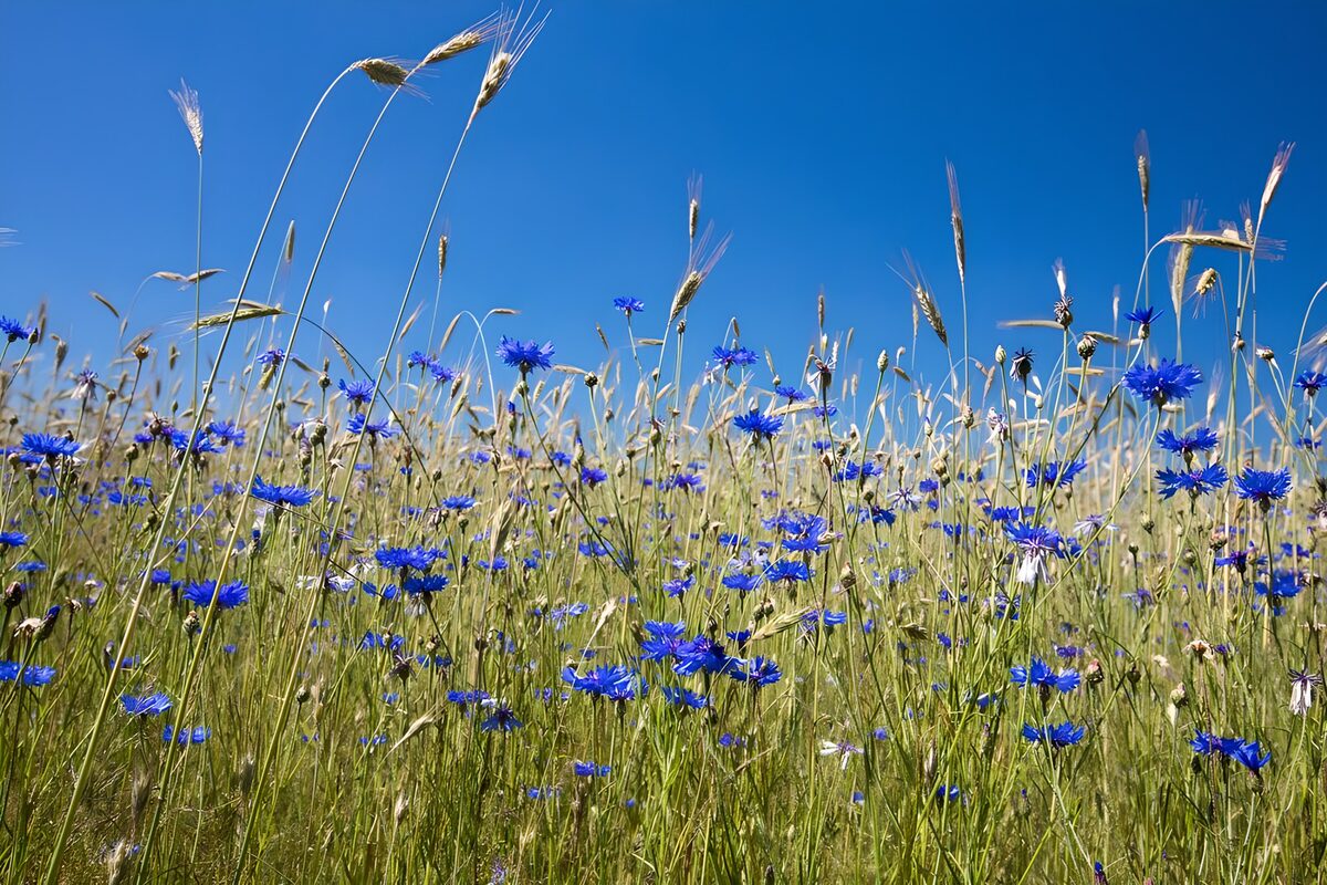 Blue cornflowers in sunlit grasses
