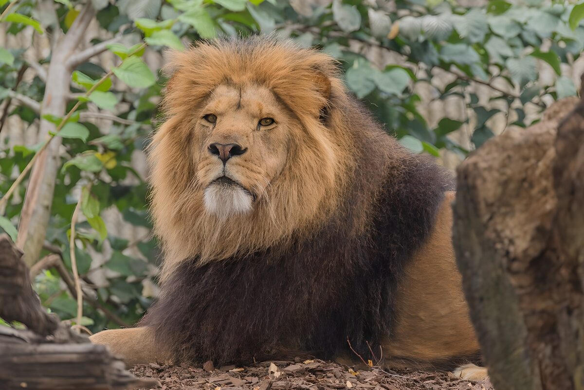 Male lion resting among fallen leaves