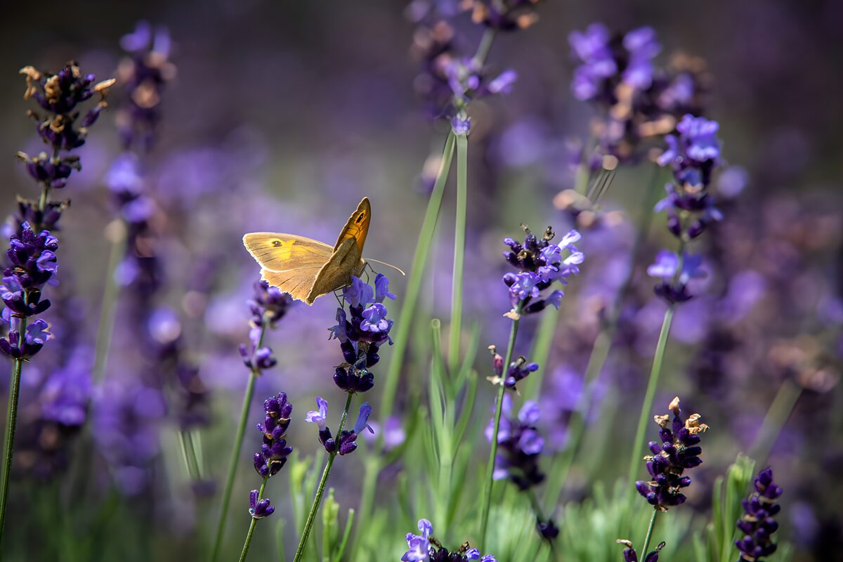 Butterfly in a hush of lavender