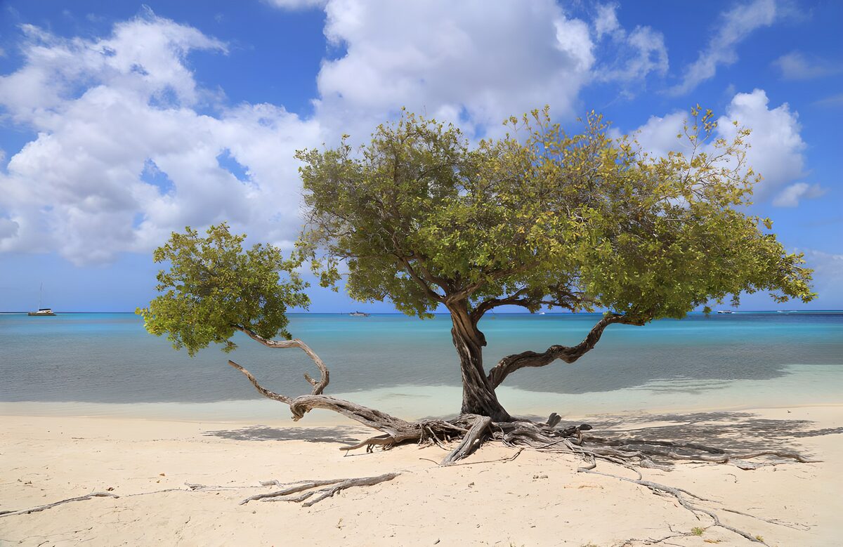 Coastal tree in the tropical sunshine