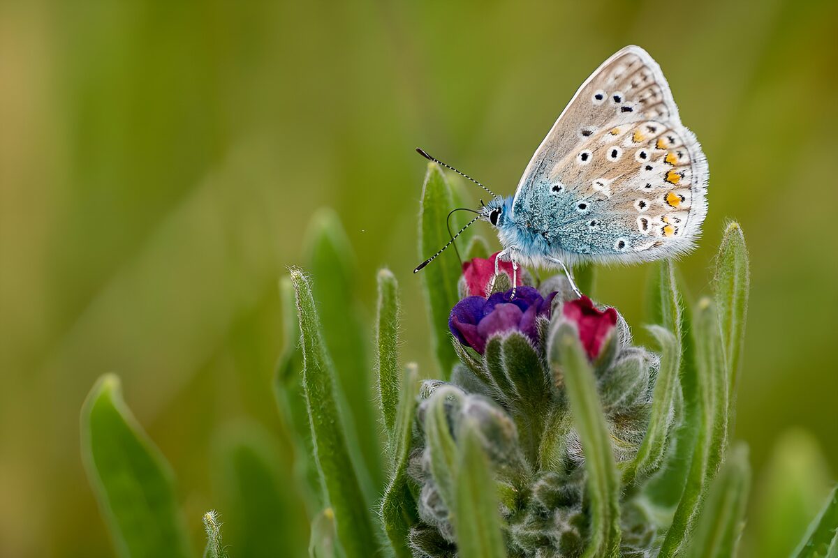 Butterfly at rest on pink flowers