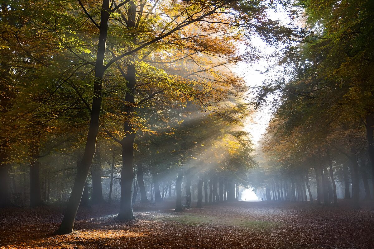 Sunlit autumn avenue in the mist