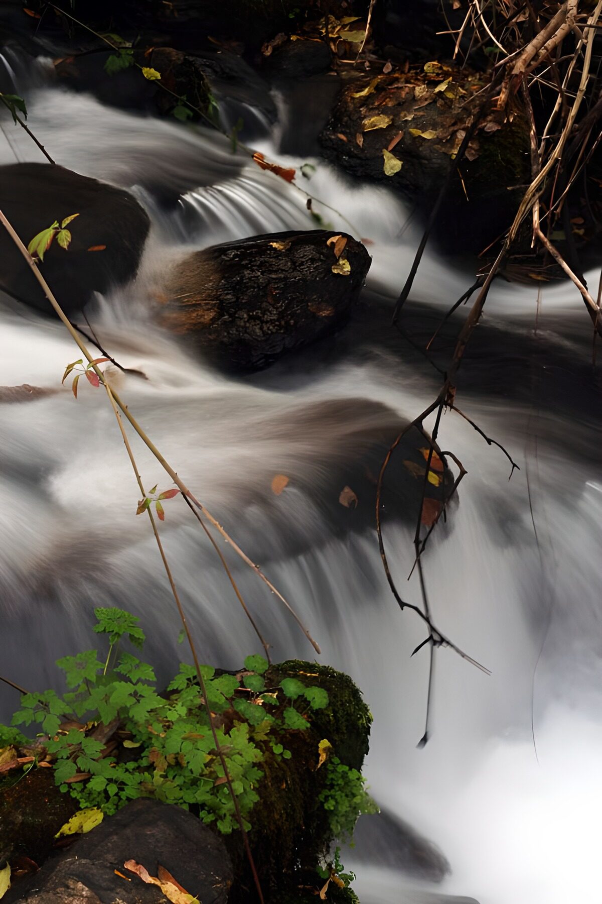 Rocky cascades in woodland shade