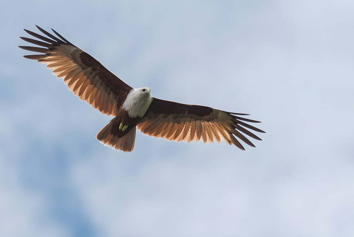 Bird of prey on sunlit wings