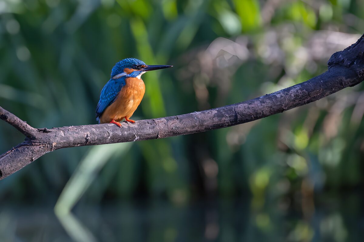 Kingfisher at rest on a bare branch