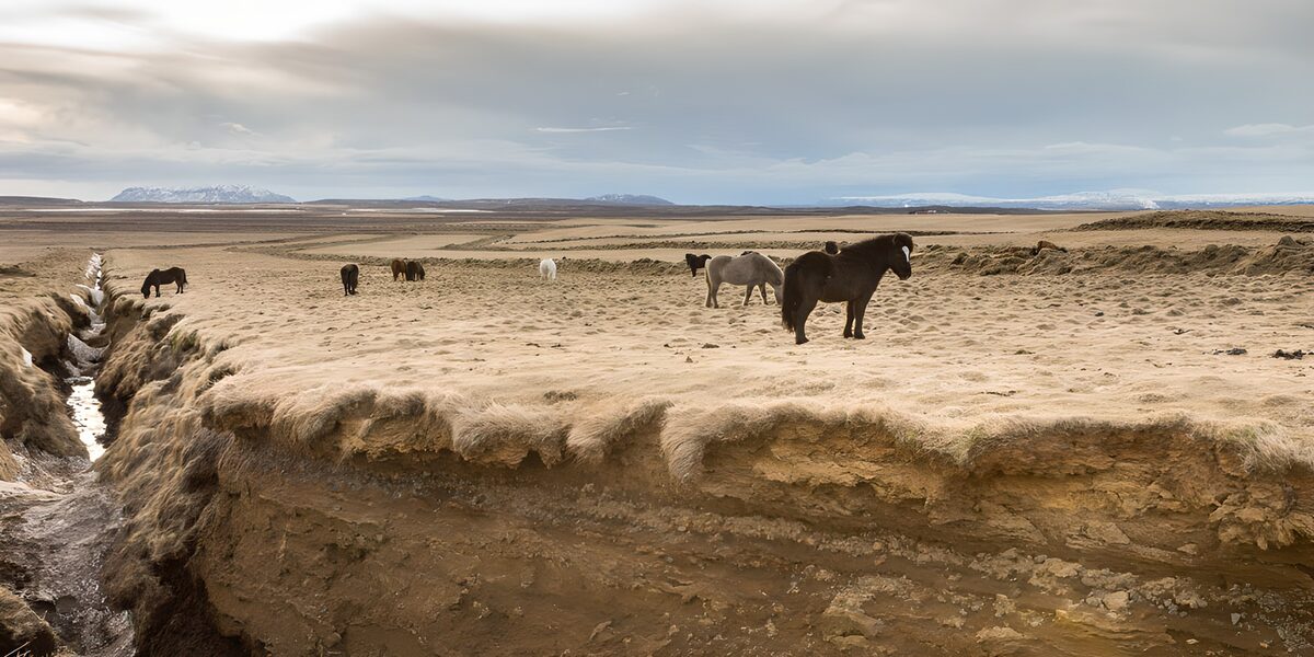 Horses on dry grass below snowy peaks