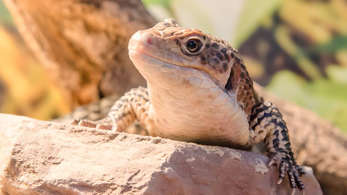 Lizard resting behind a sunlit rock