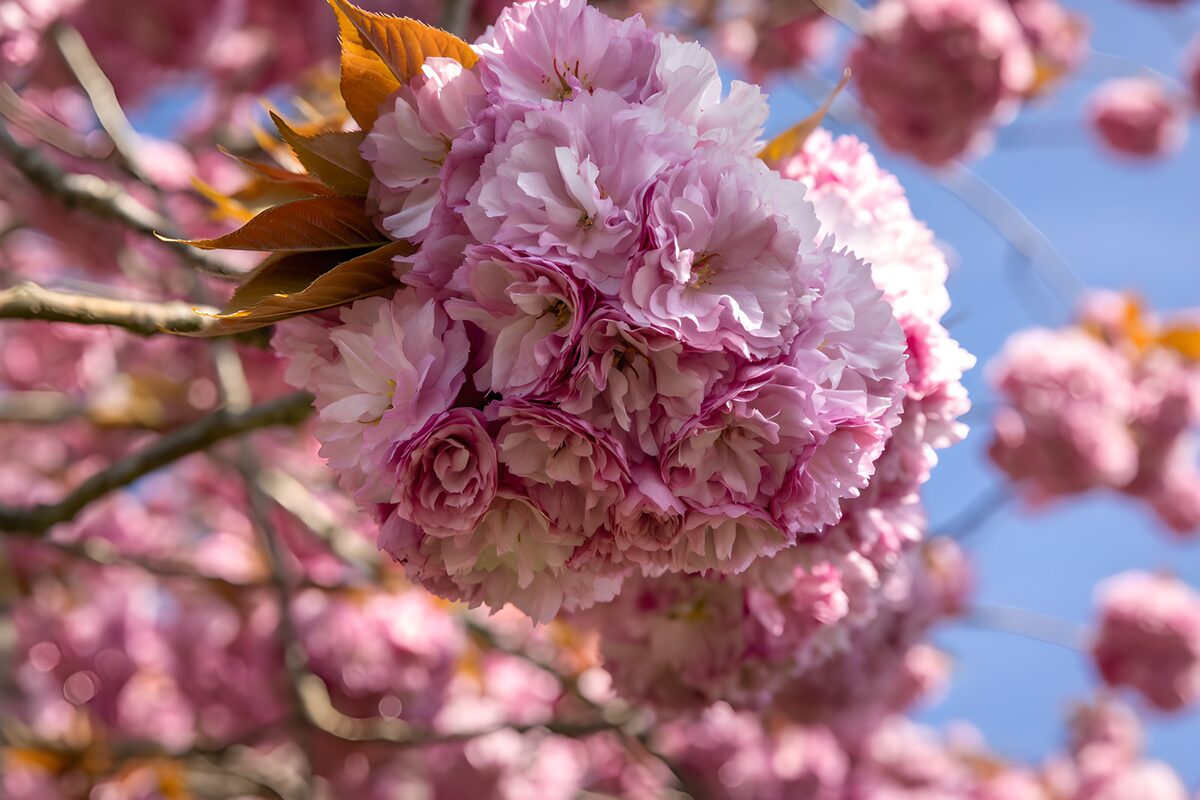Pink cherry blossom in spring sunshine