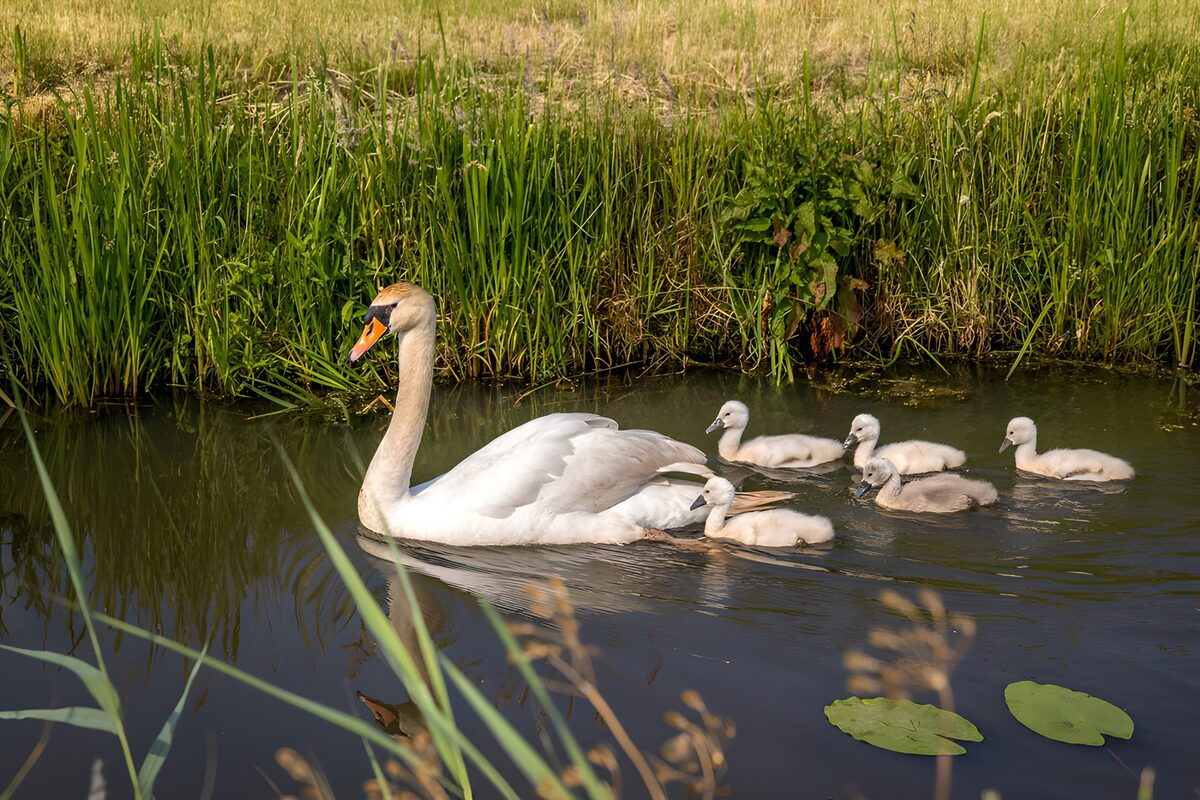 Swan and five cygnets in warm sunlight