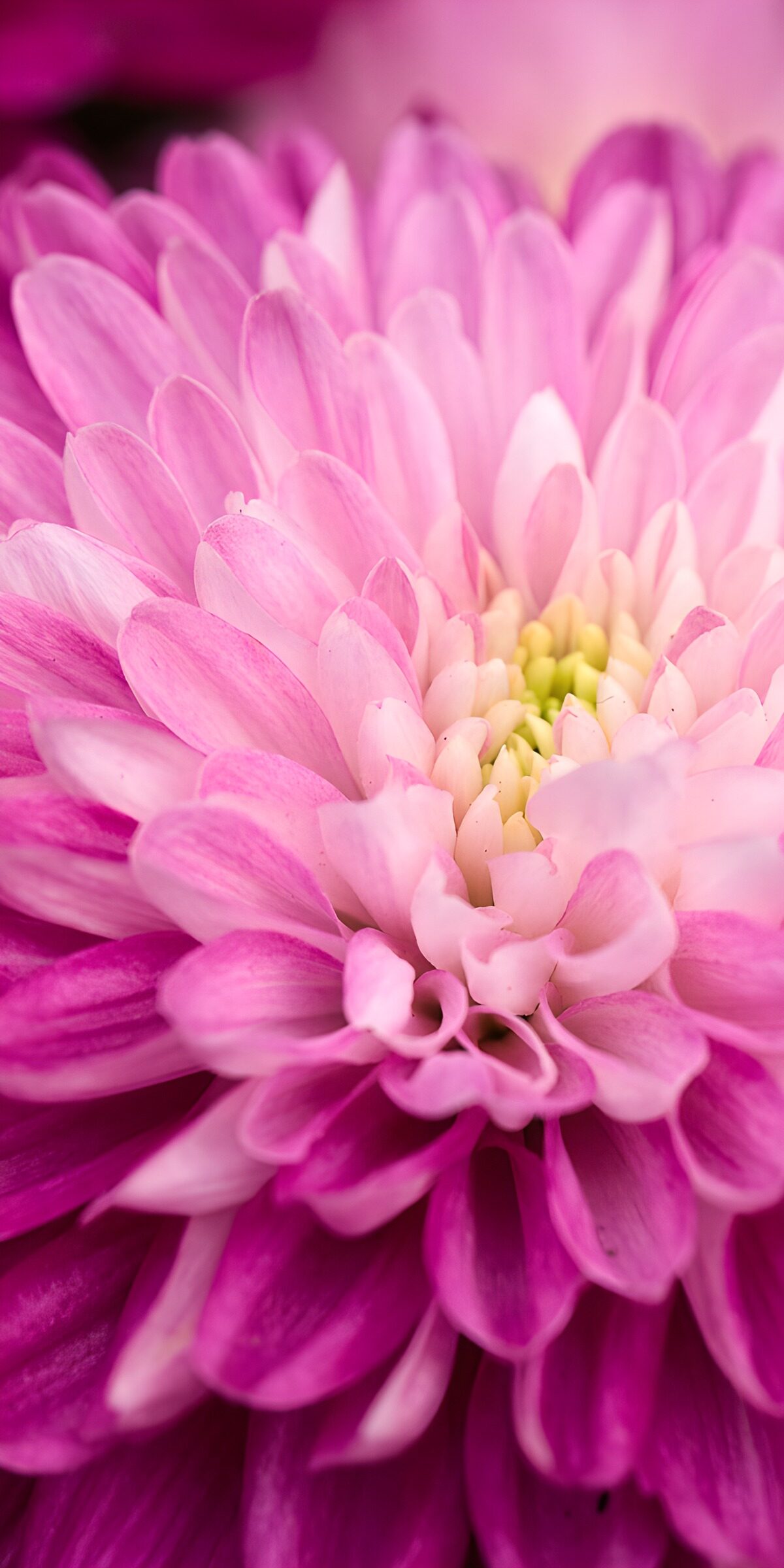 Pink chrysanthemum in soft light