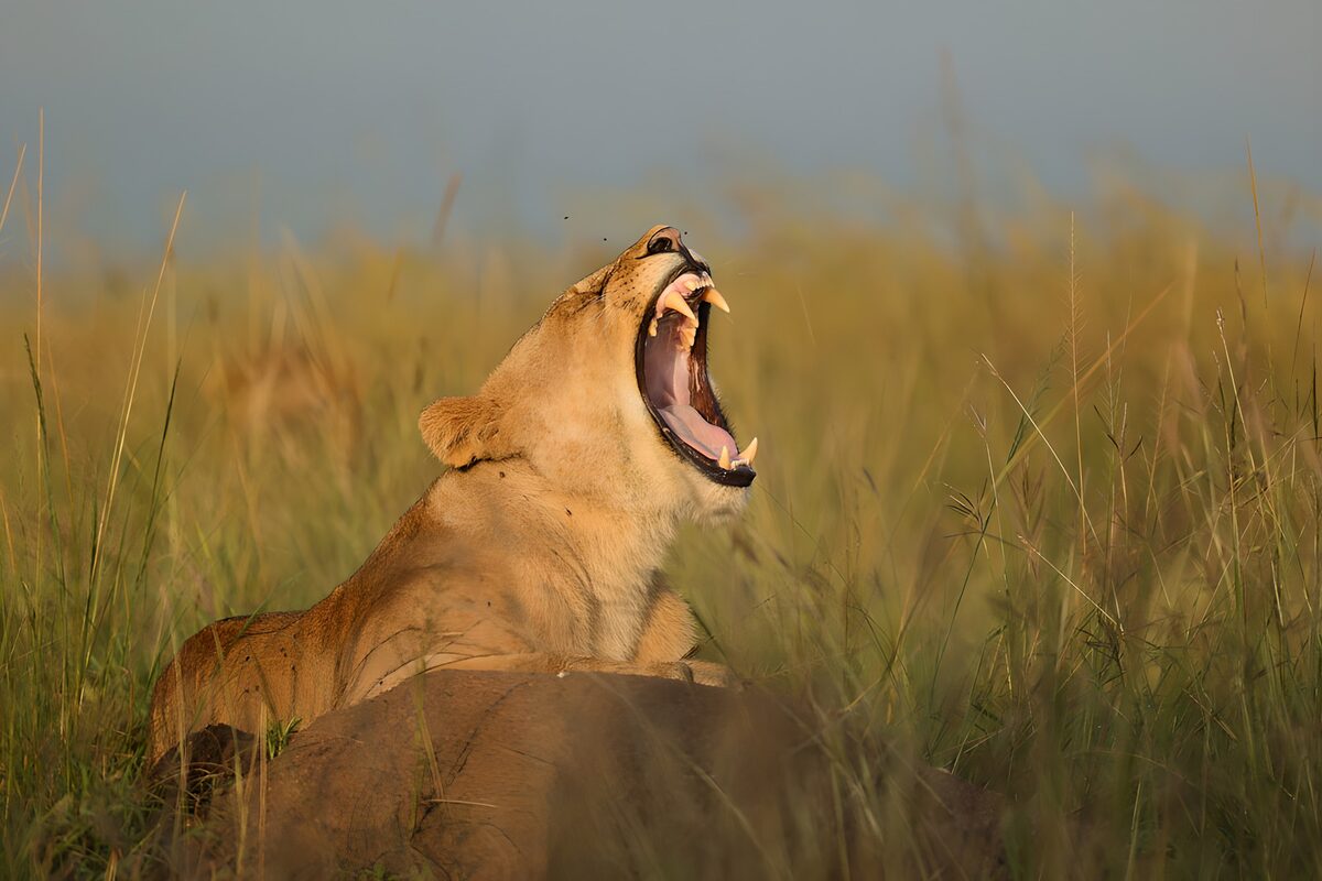 Yawning lioness in sunlit grass