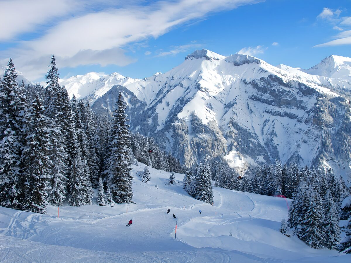 A sunny ski slope among snowy conifers