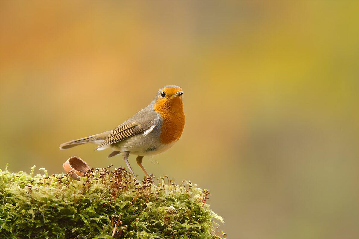 Robin on a soft cushion of moss