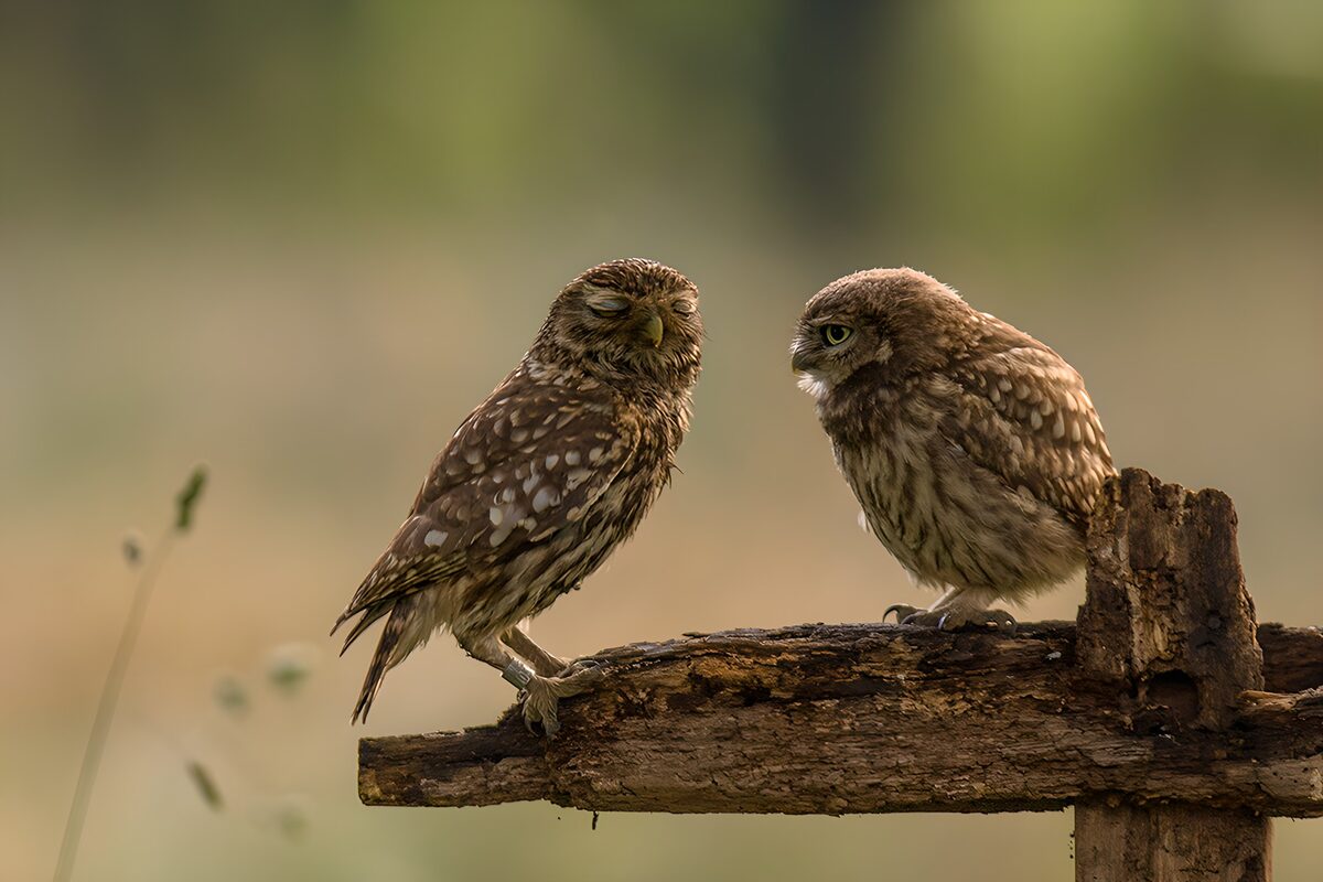 Two little owls resting on weathered wood